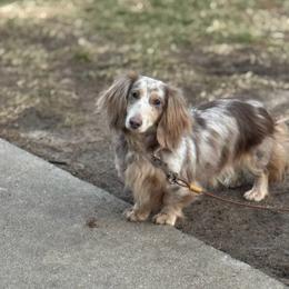 Pairs - Dachshund