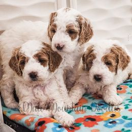 Double Doodle, Labradoodle, and Sheepadoodle Puppies from Mule Mountain Doodles