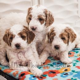 Double Doodle, Labradoodle, and Sheepadoodle Puppies from Mule Mountain Doodles