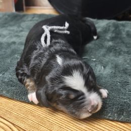 Opera - Bernedoodle puppy from Sukisdoodles