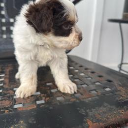Purple collar liver and tan Parti - Parti female Miniature Schnauzer puppy in Scottsboro, Alabama from Whistling Dixie Schnauzers
