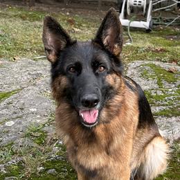 Dakota - German Shepherd