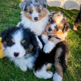 Miniature American Shepherd Puppies from Casita Miniature American Shepherds