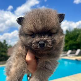 Milo - Chocolate sable male Pomeranian puppy in Hernando, Mississippi from The Pom Squad