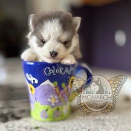 Monarch Bella's Davis - Silver and white male Pomsky puppy in Greeley, Colorado from Monarch Pomskies | Northern Colorado