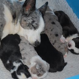Cardigan Welsh Corgis from Aramora Cardigan Welsh Corgis