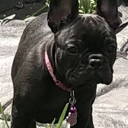 French Bulldog Puppies from Bully For You Kennels