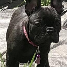 French Bulldog Puppies from Bully For You Kennels