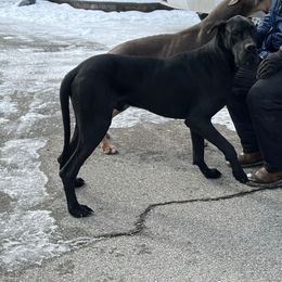 Ace - Great Dane