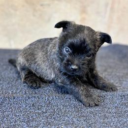 Preston - Brindle male Cairn Terrier puppy in Mountain Grove, Missouri from CreekTop