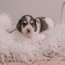Henry full akc available - Piebald male Dachshund puppy in Knox City, Missouri from Brittney's Dachshunds