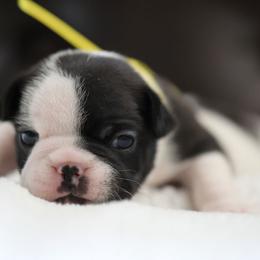 Yellow Collar - White and brindle female French Bulldog puppy in Wichita, Kansas from Phantasticus French Bulldogs