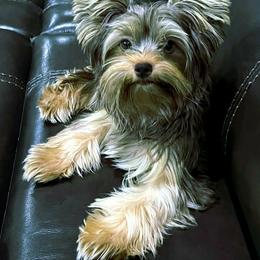 Yorkshire Terrier All Grown Up from 5 River Puppies