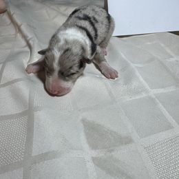F2 - White and blue merle female Border Collie puppy in Meridian, Mississippi from Border Hollow Border Collies
