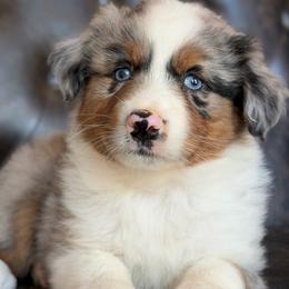 Fergie-has tail-many videos - Red merle female Australian Shepherd puppy in Troy, South Carolina from Australian Shepherds of 3/W Farms