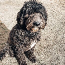 Bobo - Sheepadoodle