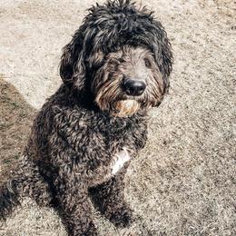 Bobo - Sheepadoodle