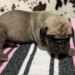 Girl 5 - Fawn female Great Dane puppy in Indianola, Iowa from Bull West Kennels