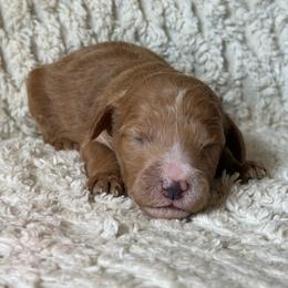 Allie - Apricot female Goldendoodle puppy in Willacoochee, Georgia from Kitandkboodle's Doodles