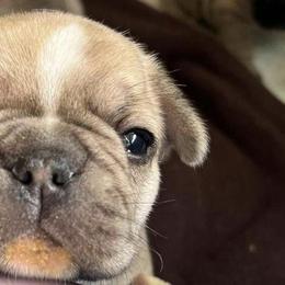 French Bulldogs from Shelly Fernandez's French Bulldogs