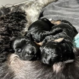 Goldendoodle and Poodle Puppies from SnickerDoodlePups