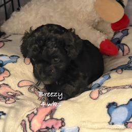 Charlotte - Black female Yorkipoo puppy in Waldorf, Maryland from Luv My Yorkies, LLC