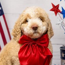 Timber - Red and white male Saint Berdoodle puppy in Lookout, California from Remington Kennels, LLC