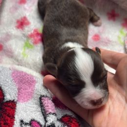 Daisy - Red tri female Toy Australian Shepherd puppy in Humansville, Missouri from Tater Tot aussies