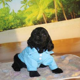 Cockapoo Puppies from JP Cockapoos LLC