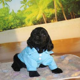 Cockapoo Puppies from JP Cockapoos LLC