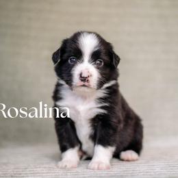ROSALINA - Black & white female Miniature American Shepherd puppy in Puyallup, Washington from FERGI’S GEMINI MAS