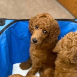 Girl 3 - Red  female Poodle puppy in Houston, Texas from Everyday Poodles