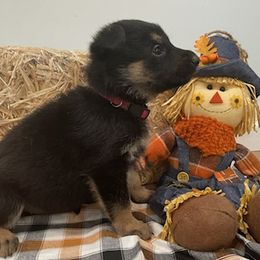 German Shepherd Puppies from Stonewick German Shepherds