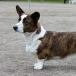 Eyor - Cardigan Welsh Corgi