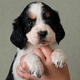 Wren - Black white and tan female English Springer Spaniel puppy in Fort White, Florida from Thunderbird Springers