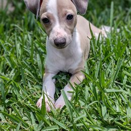 Quattro - Blue fawn Italian Greyhound puppy in Porter, Texas from Tuncap's Italian Greyhounds