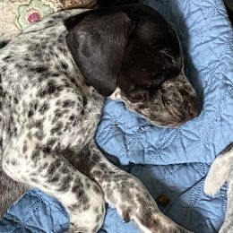 American Bully, German Shorthaired Pointer, and German Wirehaired Pointer Puppies from Shoreline Pointers