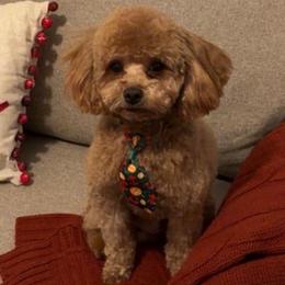 Simba - Poodle