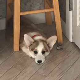 Pembroke Welsh Corgis from Texas Three Corgis