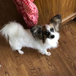 Papillons from MPH Pap’s