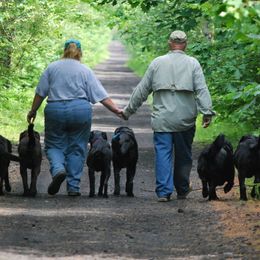 Labrador Retrievers from Pleasant Pine Labrador Retrievers