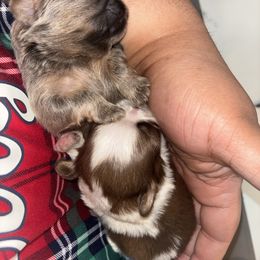 Shih Tzu Puppies from Casa de Santiago