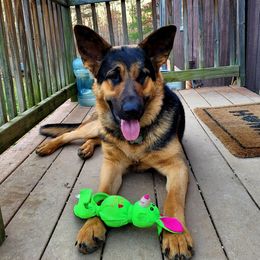 German Shepherds from Jones AKC German Shepherds