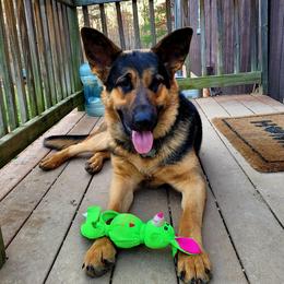 German Shepherds from Jones AKC German Shepherds