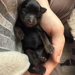 Solid Phantom Female - Black phantom female Aussiedoodle puppy in Angola, Indiana from Classic City Doodles