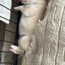 Boy 4 - Copper - Sable and white male Siberian Husky puppy in Independence, Wisconsin from Hito's Huskies