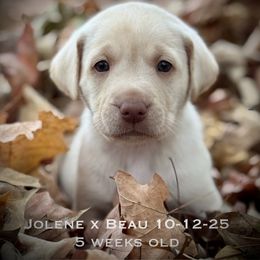 Mr White - Yellow male Labrador Retriever puppy in Portland, Tennessee from Whiskey Ridge Retrievers