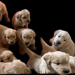 Golden Retriever Puppies from Adele's Golden Retrievers