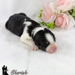 Girl 3 - Black tri-color female Australian Shepherd puppy in Jonesborough, Tennessee from Lotus Australian Shepherds