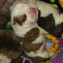 Lola - Red brindle and white female Bulldog puppy in Arlington, Washington from Stout's Hunting Labs and trsbullies